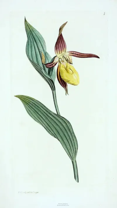 Lady's Slipper Orchid, Cypripedium Calceolus