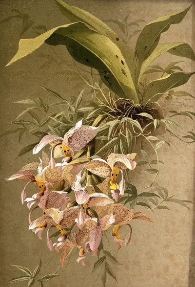 Lady's slipper orchid (Cypripedium sp.): flowering plant