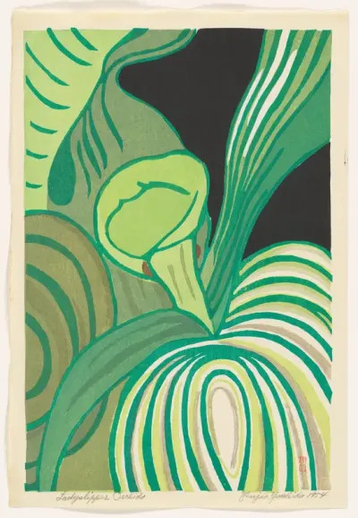 Lady Slipper Orchid