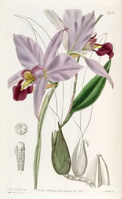 Laelia anceps