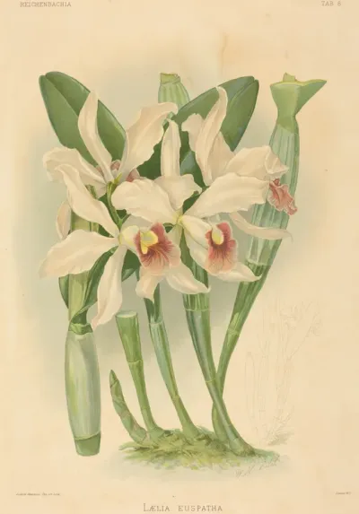 Laelia Euspatha