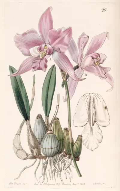 Laelia Furfuracea
