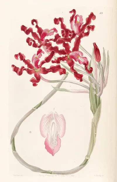 Laelia undulata