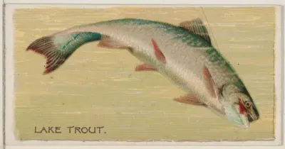Lake Trout, from the series Fishers and Fish (N74) for Duke brand cigarettes