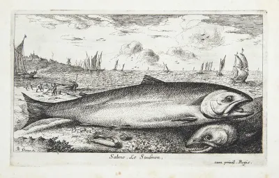 Laksen (Salmo)