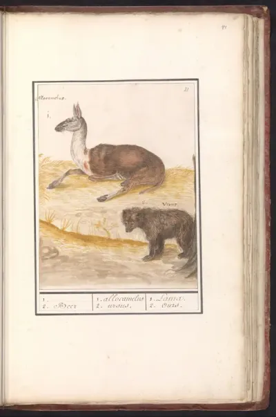 Lama (Lama glama) en bruine beer (Ursus arctos arctos)