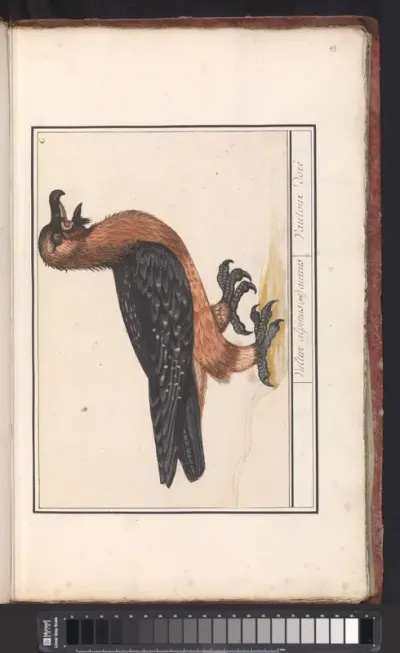 Lammergier (Gypaetus barbatus)