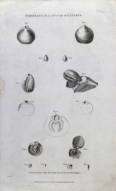 Lamp shells and ammonites from the Pacific Ocean, some cross-sectioned