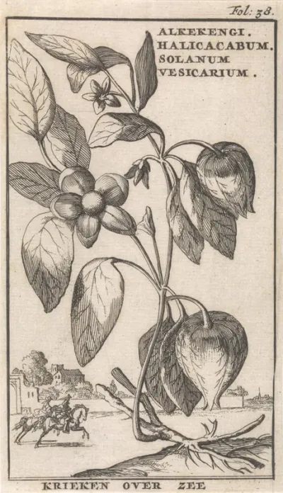 Lampionplant