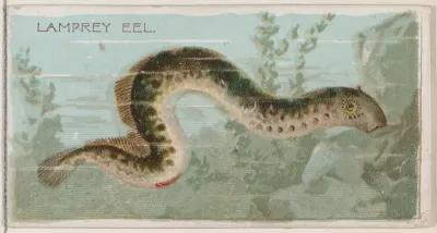 Lamprey Eel, from the series Fishers and Fish (N74) for Duke brand cigarettes