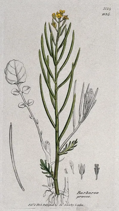 Land cress (Barbarea verna): flowering stem, leaf and floral segments