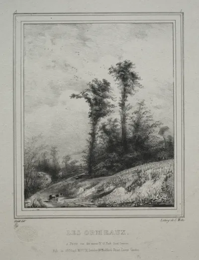 Landscapes:  Young Elm Trees
