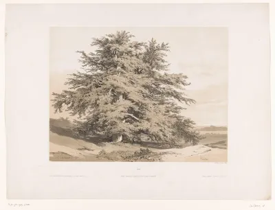 Landschap met ceders