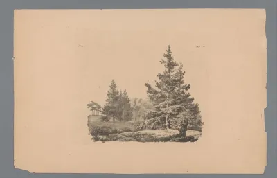Landschap met dennenbomen