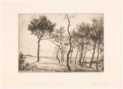 Landschap met dennenbomen in tegenlicht