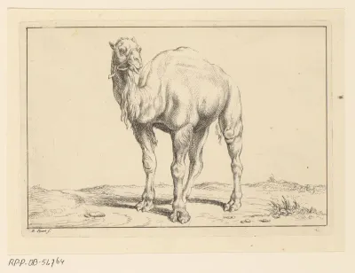 Landschap met dromedaris