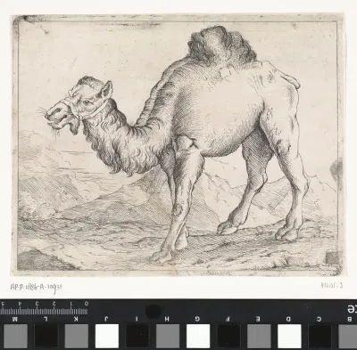 Landschap met een dromedaris
