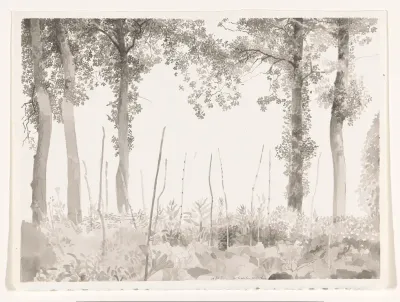 Landschap met jonge aanplant tussen hoge bomen