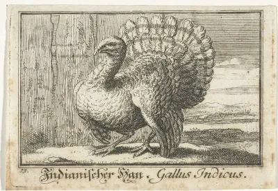 Landschap met kalkoen