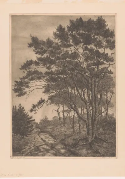 Landschap met landweg en naaldbomen