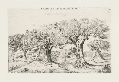 Landschap met olijfbomen bij Montpellier