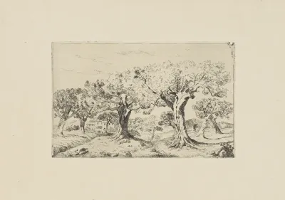 Landschap met olijfbomen bij Montpellier
