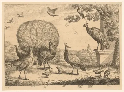 Landschap met pauwen, trapgans, duiven en eekhoorn