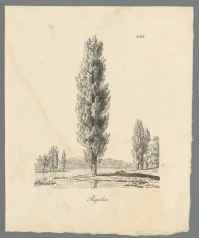 Landschap met populier