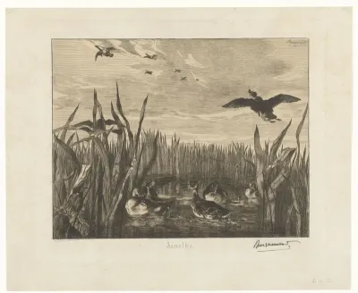Landschap met talingen in het water tussen riet