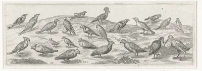 Landschap met verschillende soorten vogels.