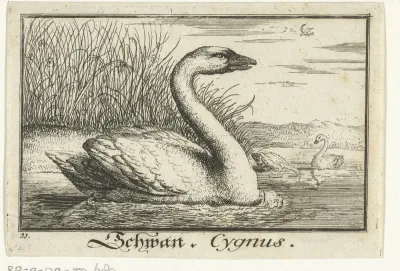 Landschap met zwaan
