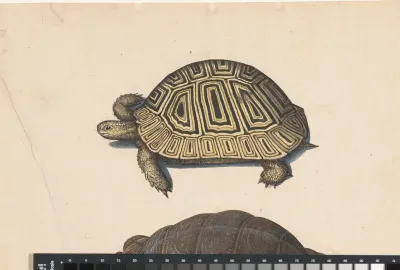 Landschildpad