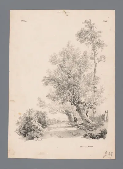 Landweg met knotwilgen