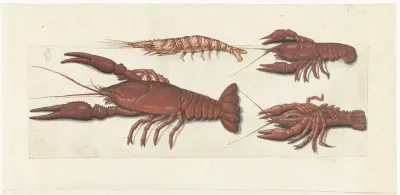 Langoustine, twee rivierkreeftjes en garnaal