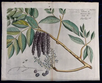 Lannea coromandelica (Houtt.) Merr.: branch with leaves, flowers and fruit and sections of inflorescence, fruit and seed