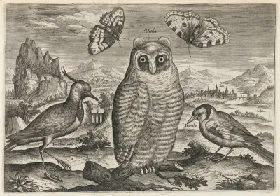 Lapwing, Long Eared Owl, and Goldfinch