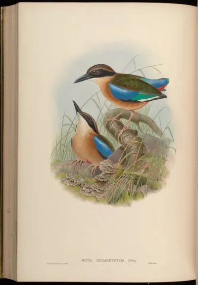 Large-billed Pitta