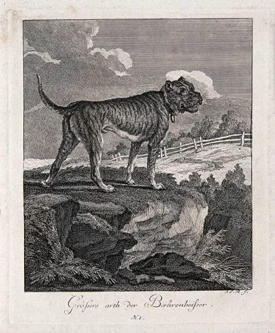 Large bulldog standing on a rock overlooking an enclosure