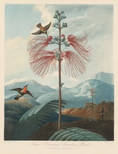 Large Flowering Sensitive Plant, Plate 16