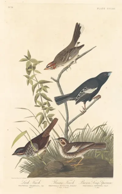 Lark Finch, Prairie Finch and Brown Song Sparrow