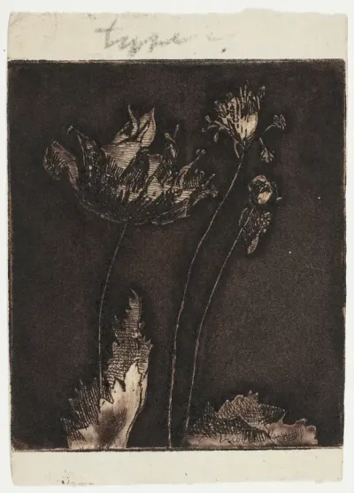 Last Poppies