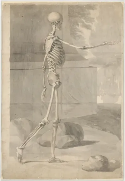 [Lateral view of the human skeleton]