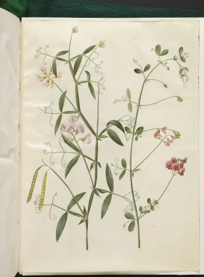 Lathyrus sylvestris (skov-fladbælg); Lathyrus tuberosus (knold-fladbælg)