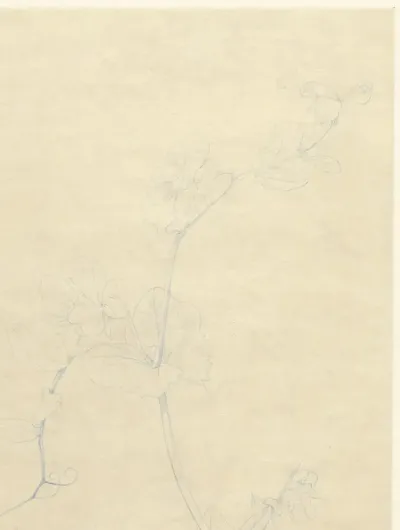 Lathyrus