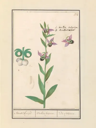 Laughing Bumblebee Orchid (Ophrys bombyliflora) and anemonen (Anemone) | Laughing Bumblebee Orchid (Ophrys bombyliflora)
