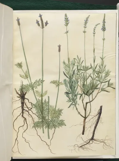 Lavandula multifida (aks-lavendel); Lavandula angustifolia (ægte lavendel)