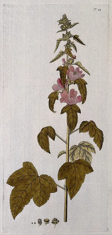 Lavatera olbia L.: flowering stem with separate sections of fruit and seed