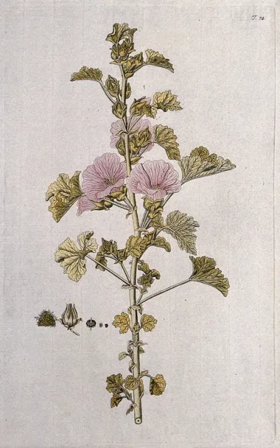 Lavatera triloba: flowering stem with separate sections of flower, fruit and seed