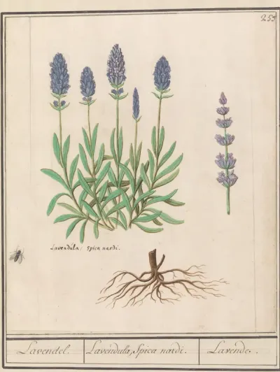 Lavendel (Lavandula)