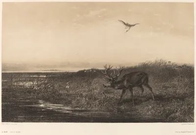 Le Soir.  Cerf et Herons